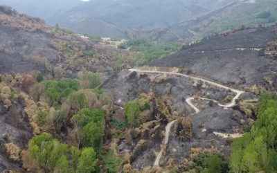 Desertificación e incendios: el impacto del cambio climático sobre el crédito y el valor inmobiliario